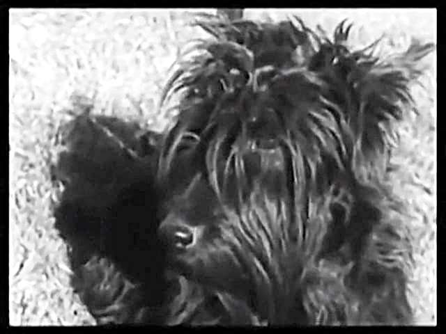 Thumbnail for the post titled: FDR and Fala – Video